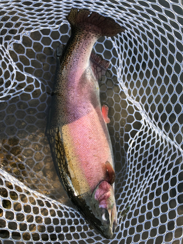 ニジマスの釣果