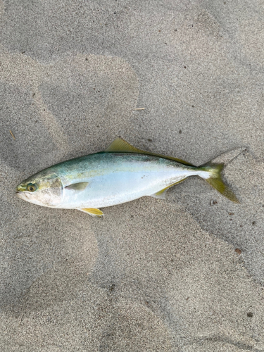 イナダの釣果