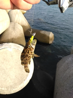 クロソイの釣果