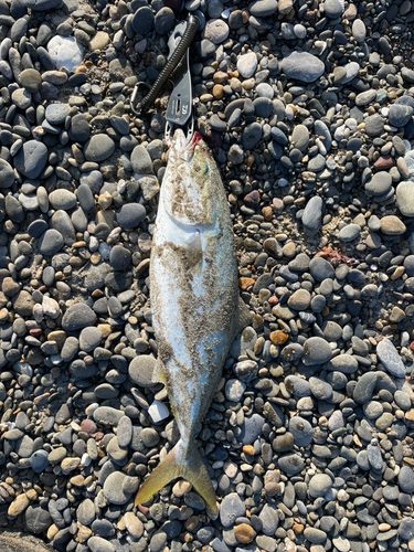 イナダの釣果