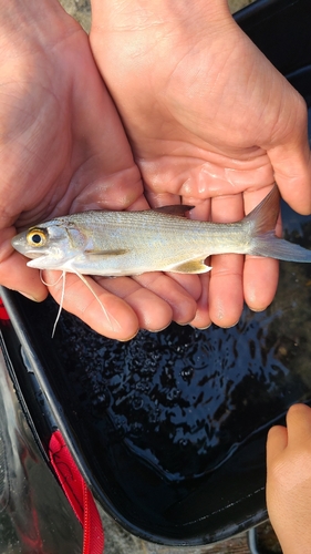 ツバメコノシロの釣果