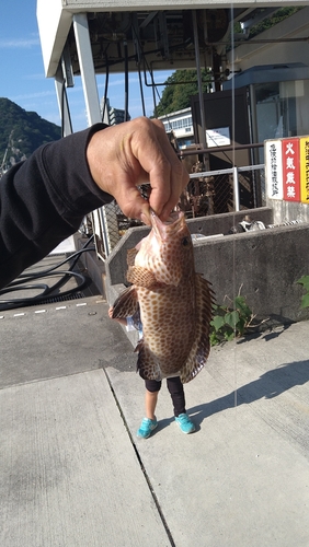 オオモンハタの釣果