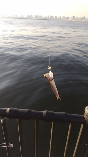 カタクチイワシの釣果