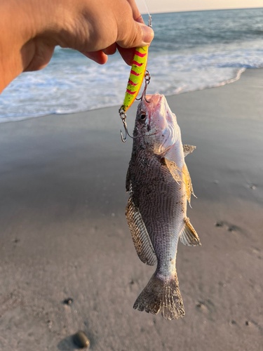 ニベの釣果