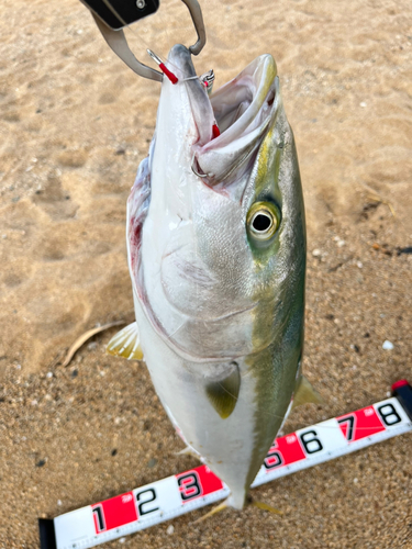 ハマチの釣果