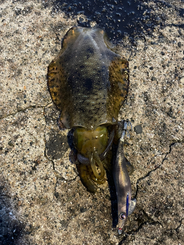 アオリイカの釣果