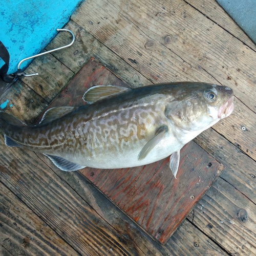 マダラの釣果