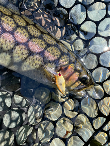 ニジマスの釣果