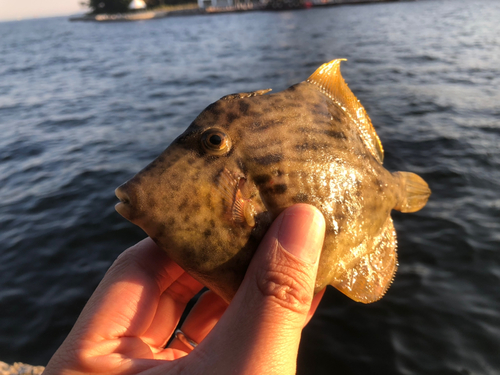 カワハギの釣果