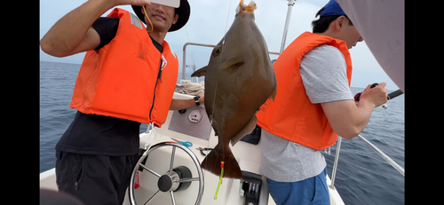 モンガラカワハギの釣果