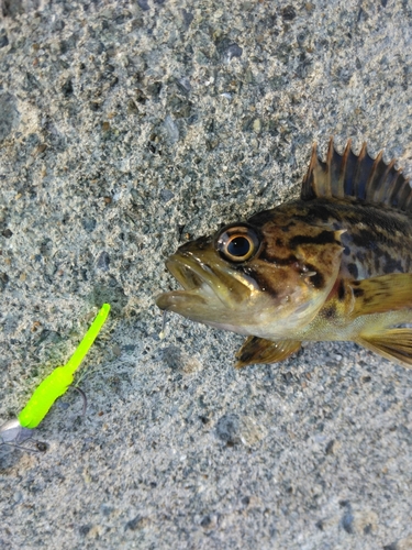 クロソイの釣果