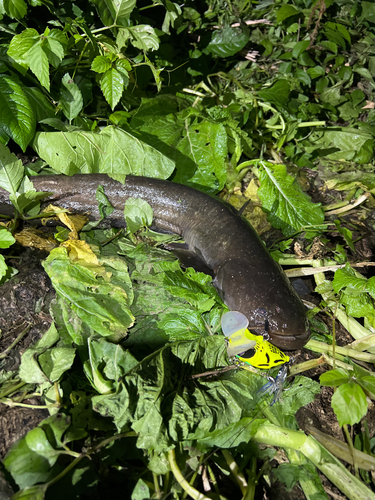 ナマズの釣果