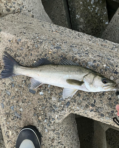 スズキの釣果