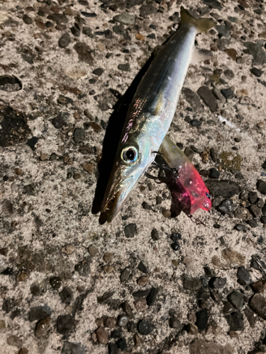 カマスの釣果