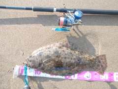 ヒラメの釣果