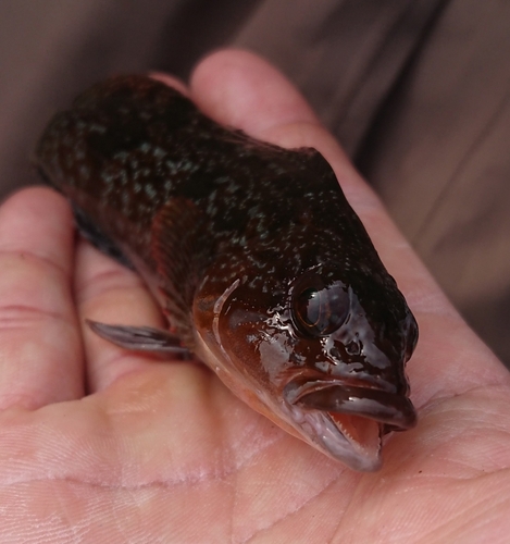 アイナメの釣果