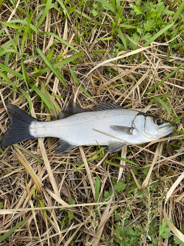 スズキの釣果