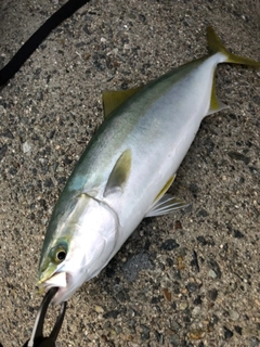 ハマチの釣果