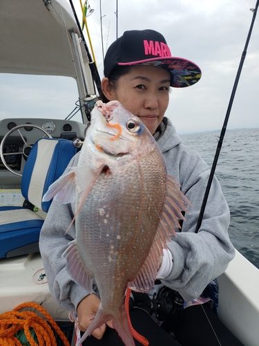 マダイの釣果