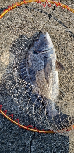 チヌの釣果