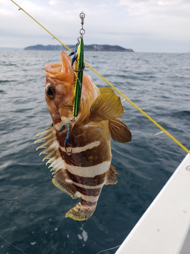 アオナの釣果