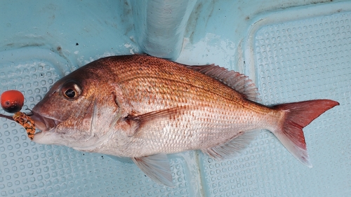 マダイの釣果