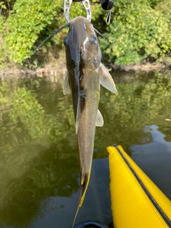 アメリカナマズの釣果