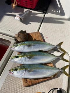 ハマチの釣果