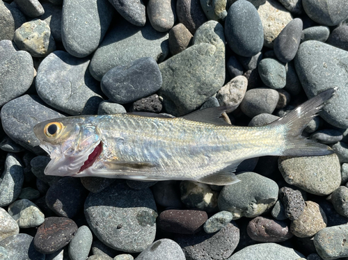 セイゴ（ヒラスズキ）の釣果