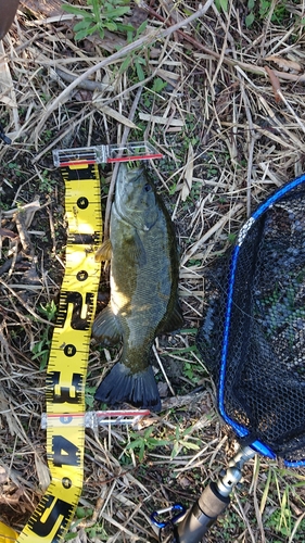 スモールマウスバスの釣果