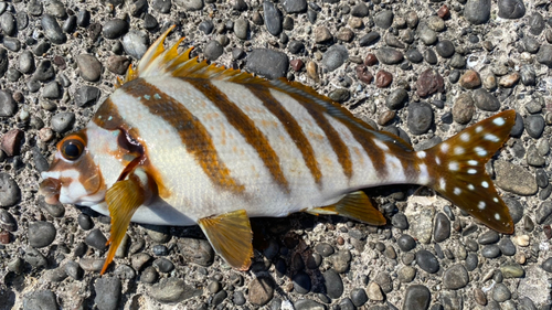 クロサギの釣果