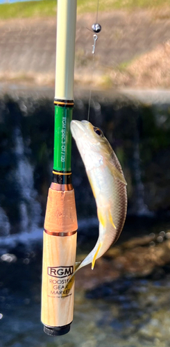 カワムツの釣果