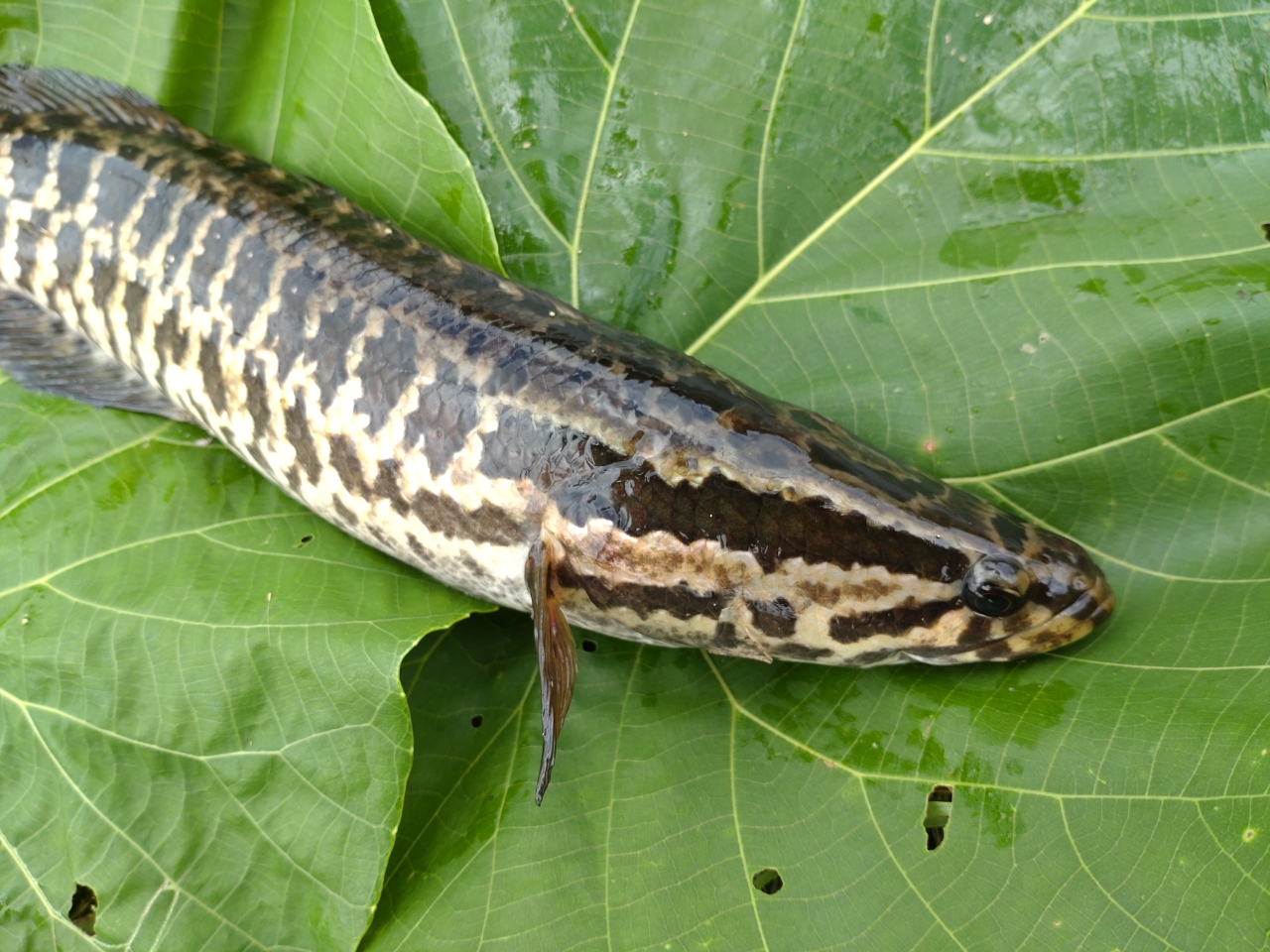 タイワンドジョウ