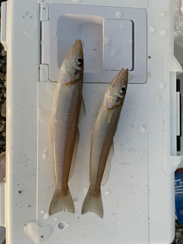 キスの釣果