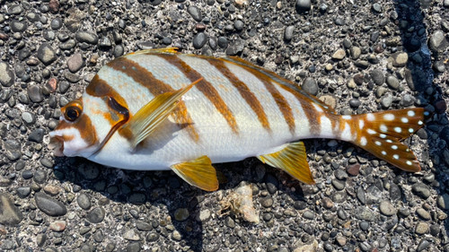 コモンフグの釣果