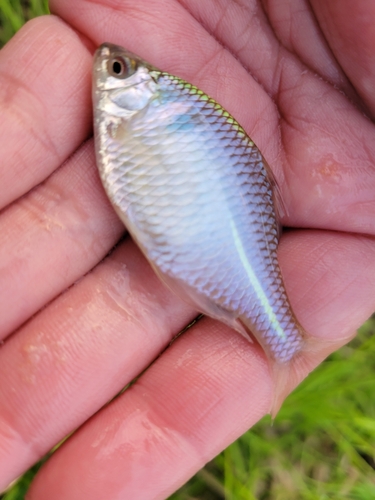 タイリクバラタナゴの釣果