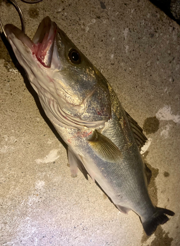 シーバスの釣果