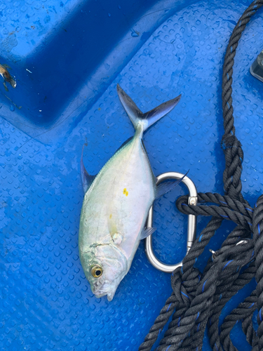 ナンヨウカイワリの釣果