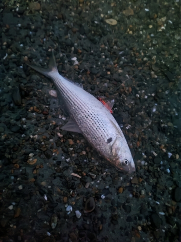 コノシロの釣果