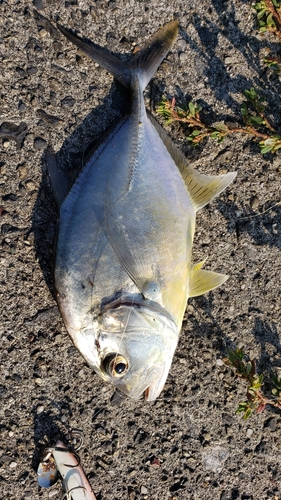 メッキの釣果