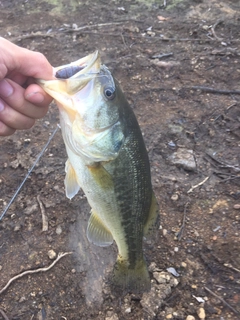 ラージマウスバスの釣果