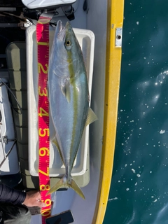 ブリの釣果