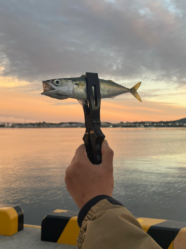 ゴマサバの釣果