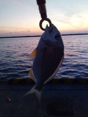 ヘダイの釣果