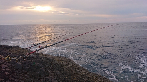 イシガキダイの釣果