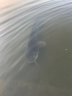 ナマズの釣果