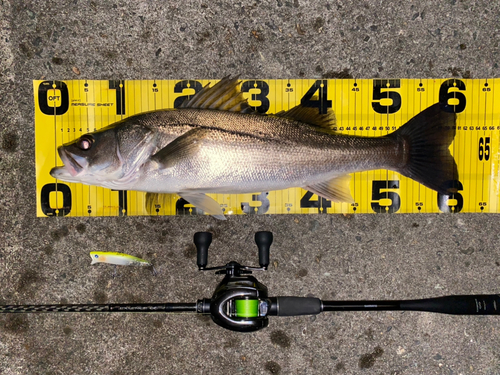 シーバスの釣果