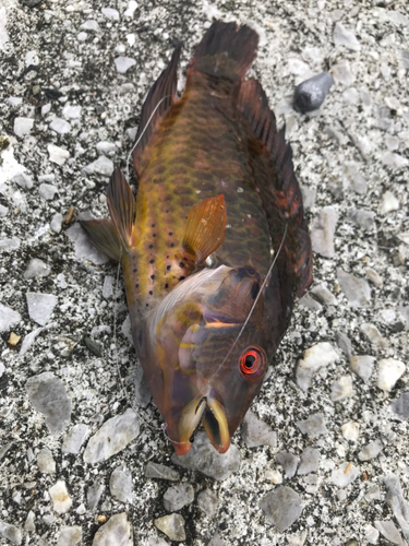 オハグロベラの釣果