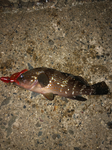 アコウの釣果