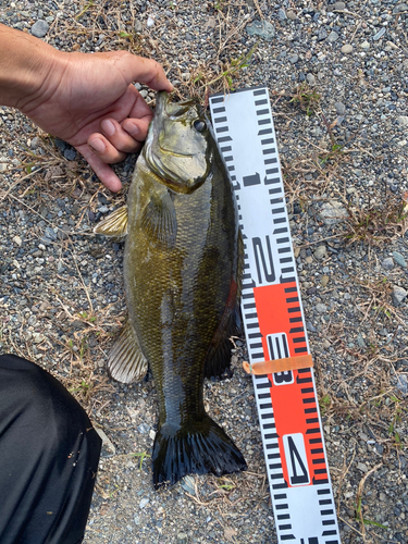 スモールマウスバスの釣果